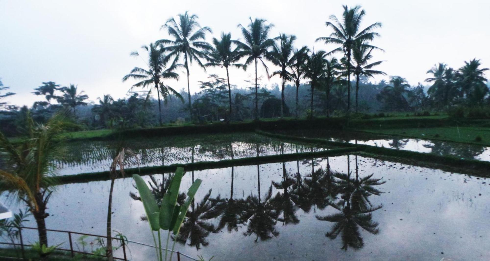 Villa Kemuning Tegallalang  Rom bilde